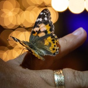 Meet your Posher, Sophia